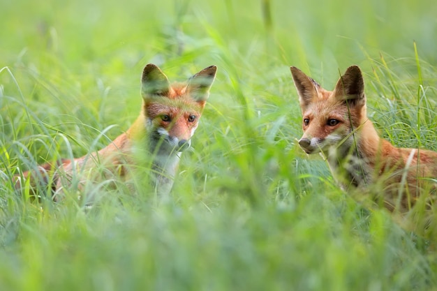 Renards dans une clairière