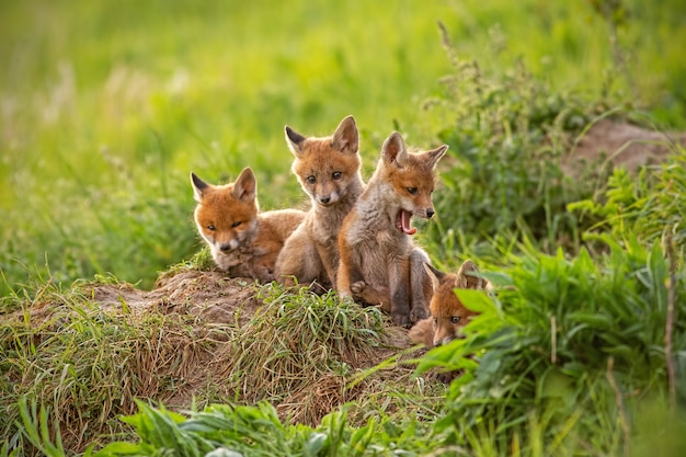 Renards roux sur l'herbe verte