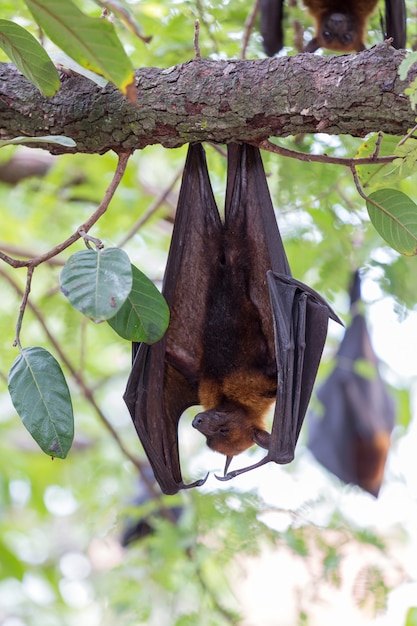 Renards volants accrochés aux arbres