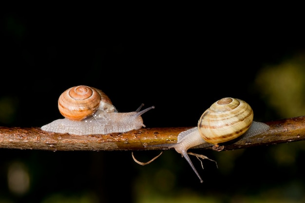 Rencontre d'escargot sur une branche d'arbre sur fond noir