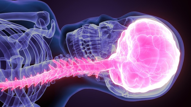 Rendering 3D de l'anatomie du cerveau humain masculin