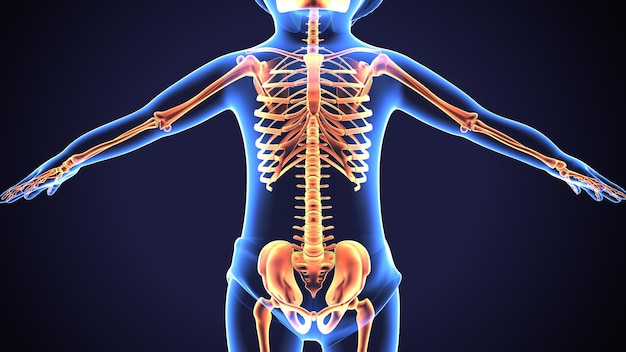 Rendering 3D de l'anatomie du squelette humain de la cage thoracique