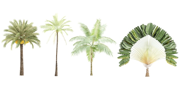 Rendering 3D d'arbres de Phoenix dacty lifera sur un fond transparent à des fins d'illustration