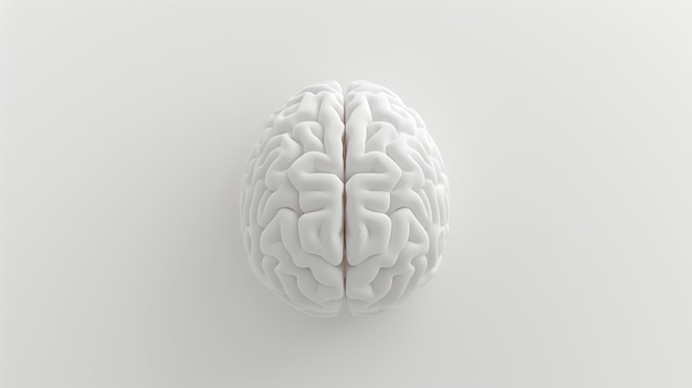 Rendering 3D d'un cerveau humain Le cerveau est le centre de contrôle du système nerveux et est responsable de la coordination de toutes les fonctions du corps
