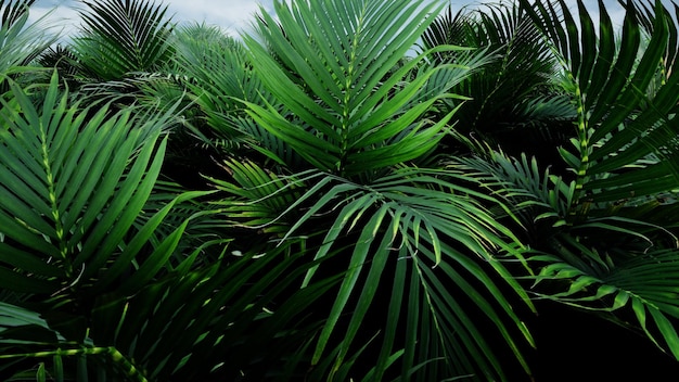 Rendering 3D du paysage naturel des palmiers tropicaux