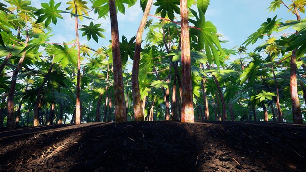 Photo rendre en 3d le paysage naturel du manioc