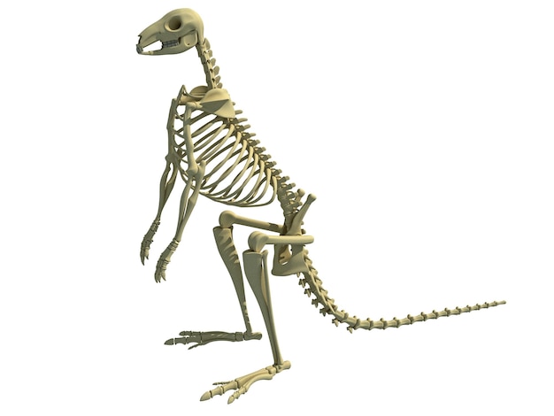 Rendu 3D de l'anatomie animale du squelette du kangourou