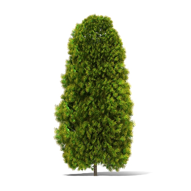 Rendu 3d arbre isolé