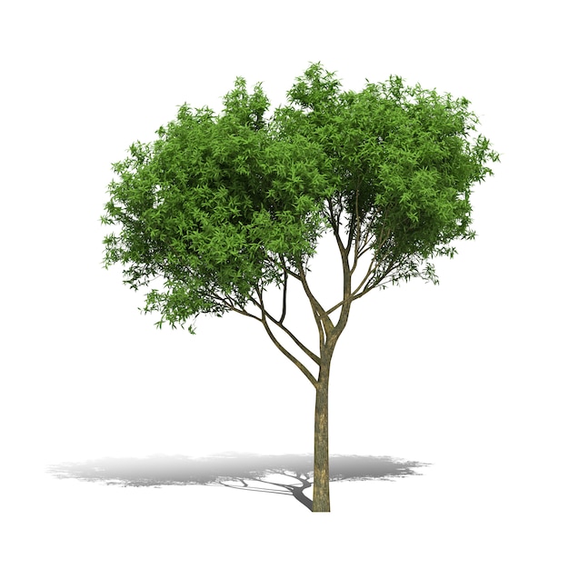 Le rendu 3D des arbres sur fond blanc a un chemin de travail.