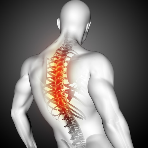 Rendu 3D d'une figure médicale masculine avec colonne vertébrale en surbrillance