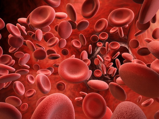 Rendu 3D des globules rouges dans la veine