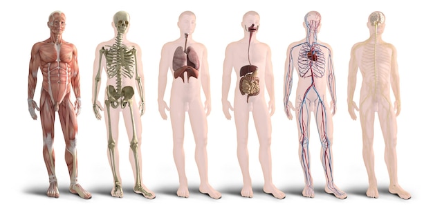 Photo rendu 3d illustration des organes du corps humain