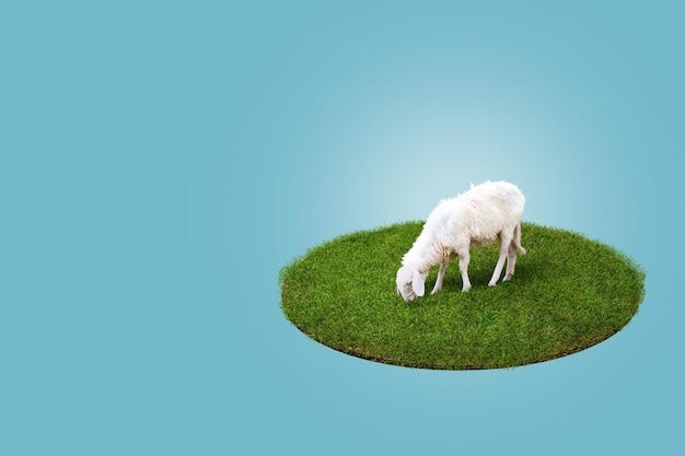 Rendu 3D Jeune mouton blanc mangeant de l'herbe verte sur le terrain Fond bleu Eid Adha Concept