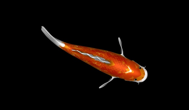 Rendu 3D de poisson Koi japonais de couleur orange et blanche unique