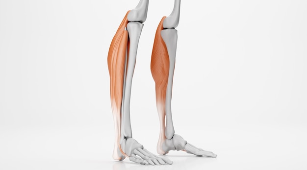 Photo rendu cinéma 4d des tendons de la jambe humaine isolé sur fond blanc