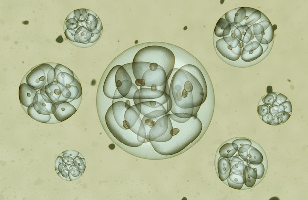 Rendu embryonnaire 3d défocalisé (profondeur de champ)