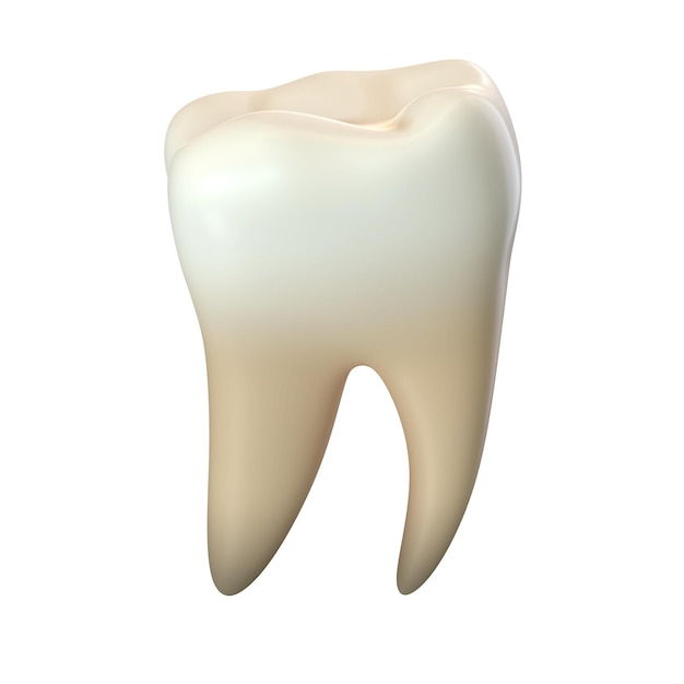 D rendu d'une seule molaire isolée sur blanc