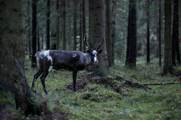 Un renne aux grandes cornes se promène dans une forêt sombre en automne