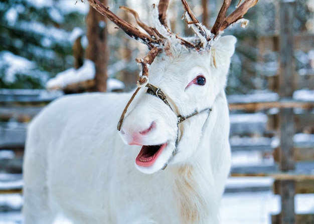 Renne blanc à la ferme d'hiver à Rovaniemi, Laponie finlandaise