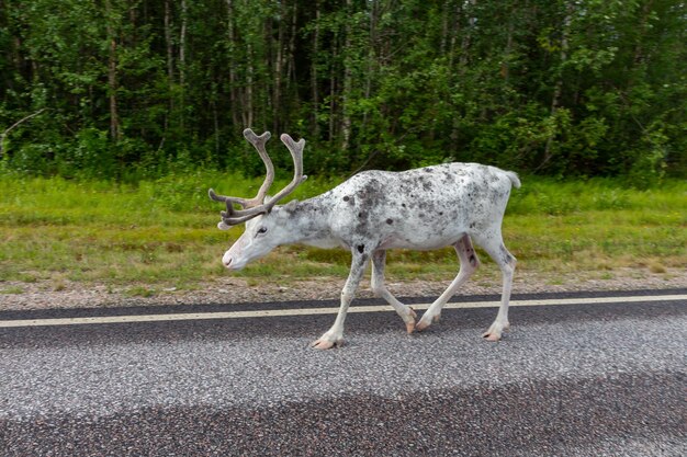Photo renne blanc de profil marchant sur la route entre les forêts