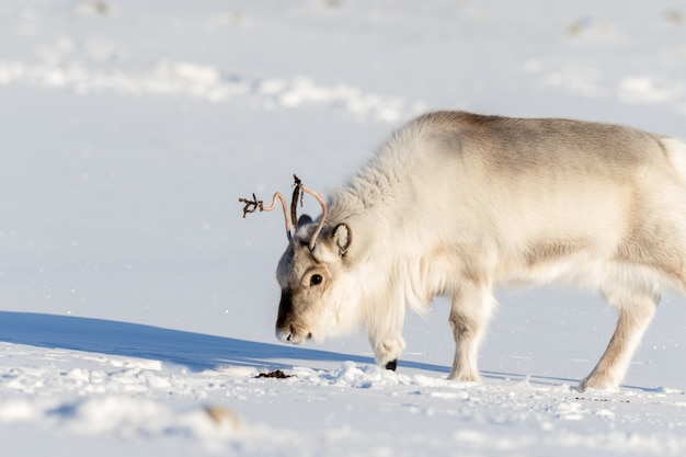 Photo renne du svalbard sentant les excréments de renne dans la neige à svalbard, norvège