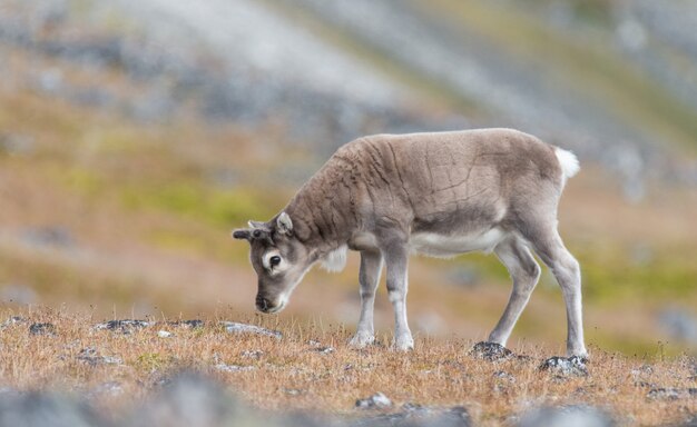 Renne sauvage dans la toundra du Svalbard