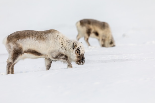 Photo renne sauvage du svalbard, rangifer tarandus platyrhynchus, deux animaux à la recherche de nourriture sous la neige