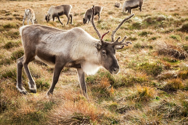 Le renne se promène dans un grand pâturage en Ecosse