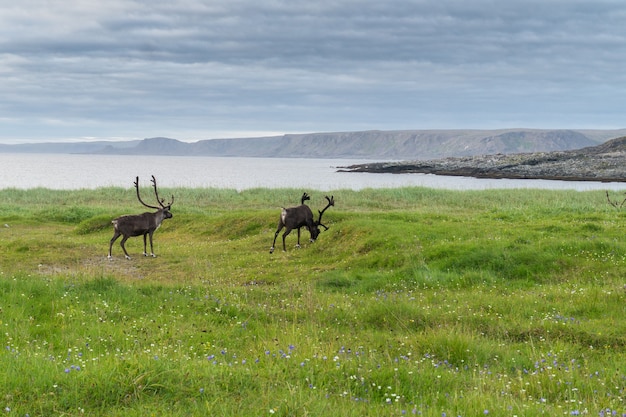 Les rennes paissent sur la côte de la mer de Barents, péninsule de Varanger, Finnmark, Norvège