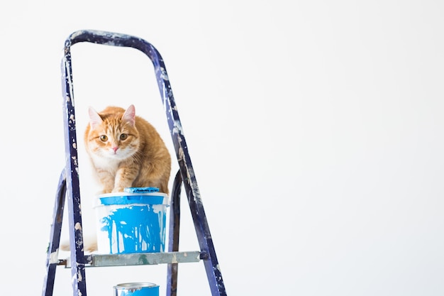 Réparer, Peindre Les Murs, Le Chat Est Assis Sur L'escabeau. Image Drôle Avec Espace Copie