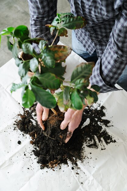 Replantation de plantes d'intérieur.