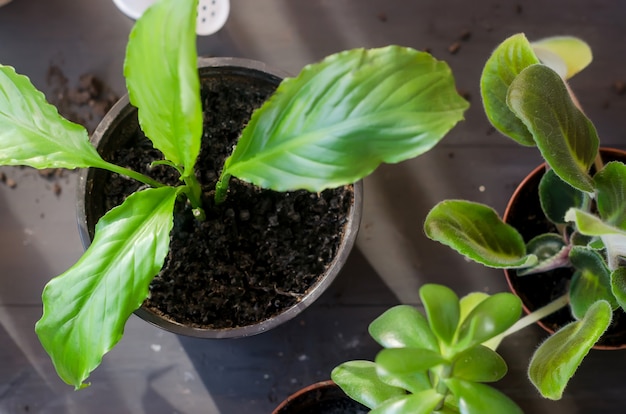 Replanter des plantes à la maison sur la table en bois