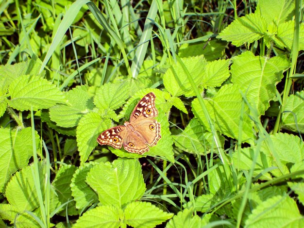 Repos de papillon sur la feuille verte