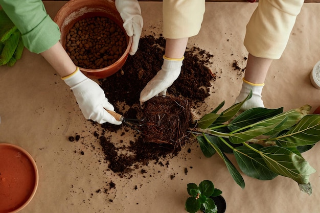 Repotage des plantes vertes vue de haut