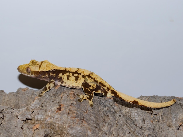 reptile gecko lézard faune naturelle