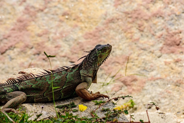 Reptile lézard iguane vert du genre iguana de la famille des iguanes et de la sous-famille des iguanidés