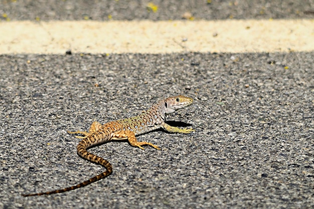 Photo reptiles dans leur milieu naturel.
