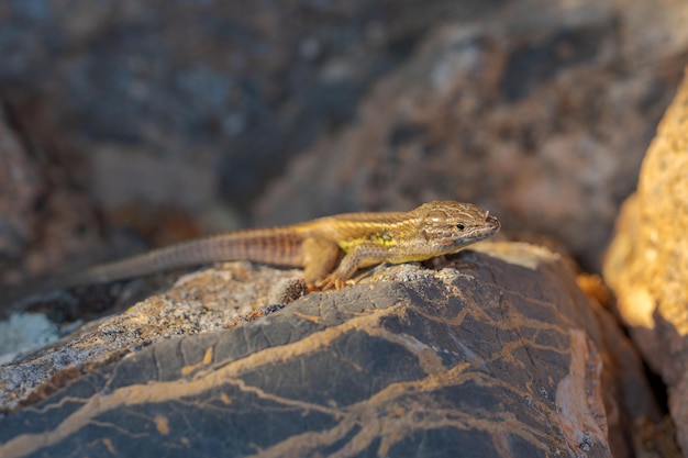 Reptiles dans leur milieu naturel.