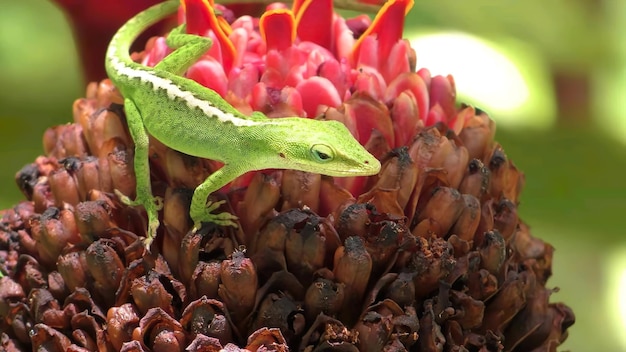 Photo les reptiles