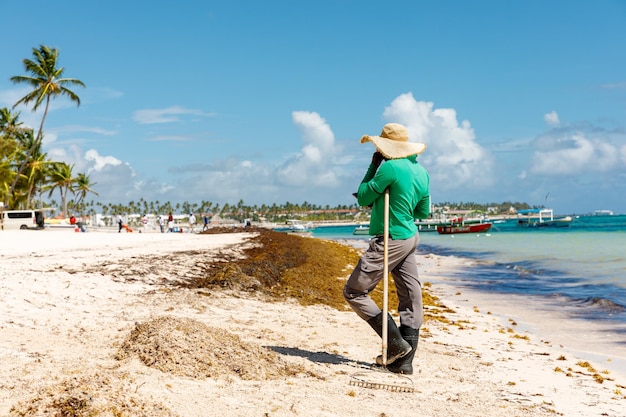 République dominicaine Bavaro Punta cana provinces La Altagracia Algues sur la plage Les algues sargasses problème écologique des Caraïbes