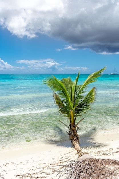 République dominicaine belle côte des Caraïbes avec de l'eau turquoise et des palmiers