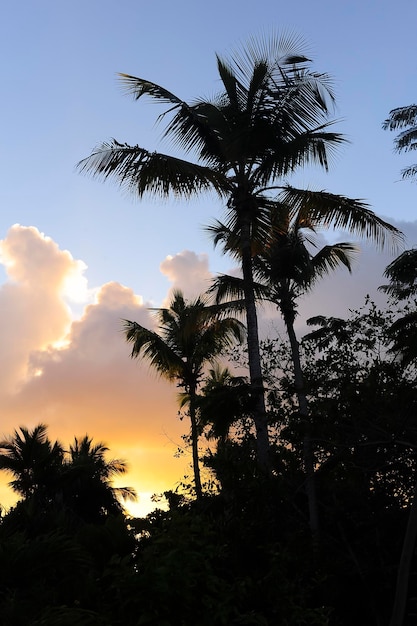 République dominicaine jungle coucher de soleil silhouette 2