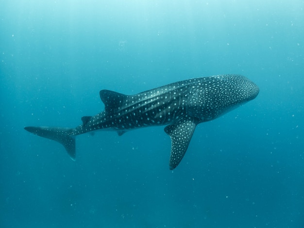 Requin baleine dans le bleu