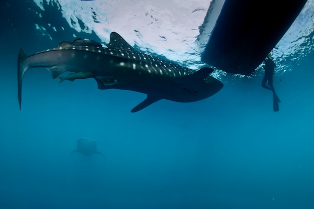 Requin-baleine sous l'eau approchant un plongeur sous un bateau dans la mer d'un bleu profond