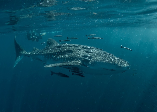 Photo requin baleine à la surface