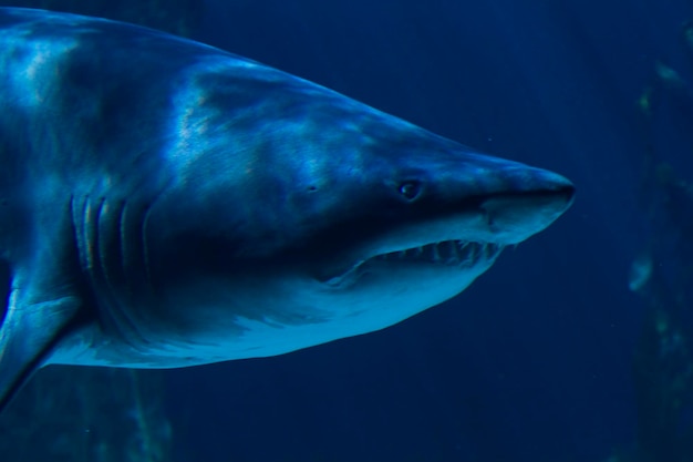 Un requin blanc nageant sous l'eau