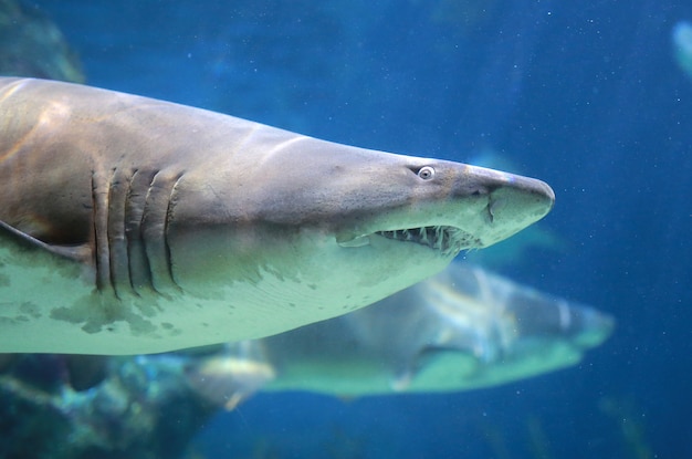 Photo requin blanc sous l'eau
