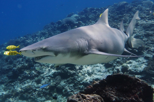 Le requin citron à dents tranchantes - negaprion acutidens