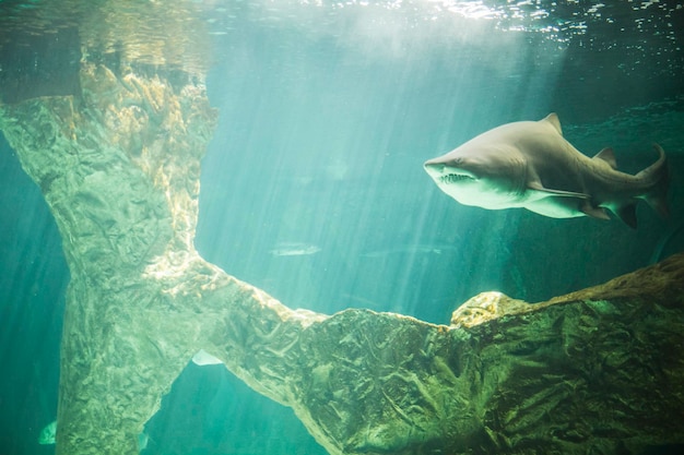 requin dangereux et énorme nageant sous la mer