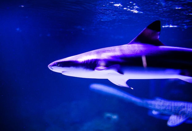 Requin dans l'eau bleue profonde